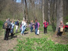 2019.03.30. Bakonykúti; Medvehagyma túra - Megteltek a zsákok, szatyrok, szedelődzködik hazafelé a csapat